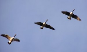 Wild Canadian Geese in Flight